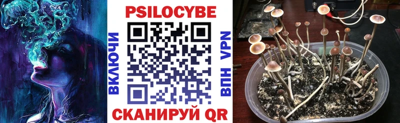 Псилоцибиновые грибы Cubensis  магазин продажи наркотиков  Серафимович 